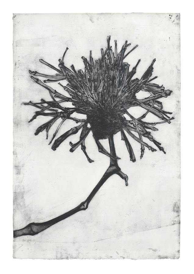 Carol Wyss, "Greater Knapweed (Flockenblume)", 2012, Hilti Art Foundation