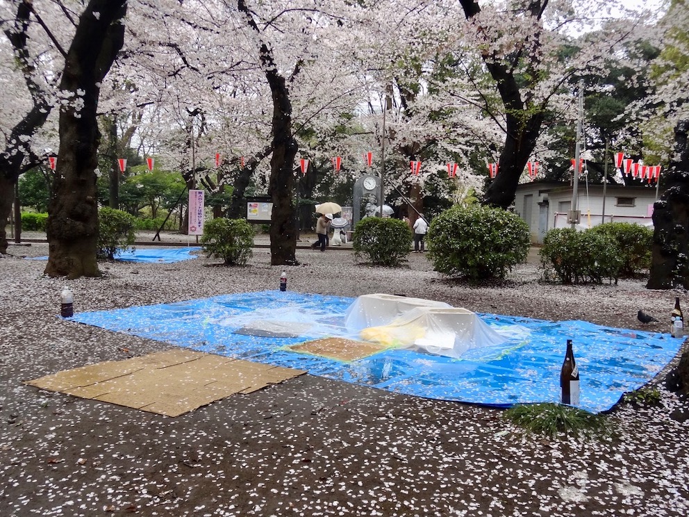 Regentag im Ueno-Park und Kischenblüte (© MPS)