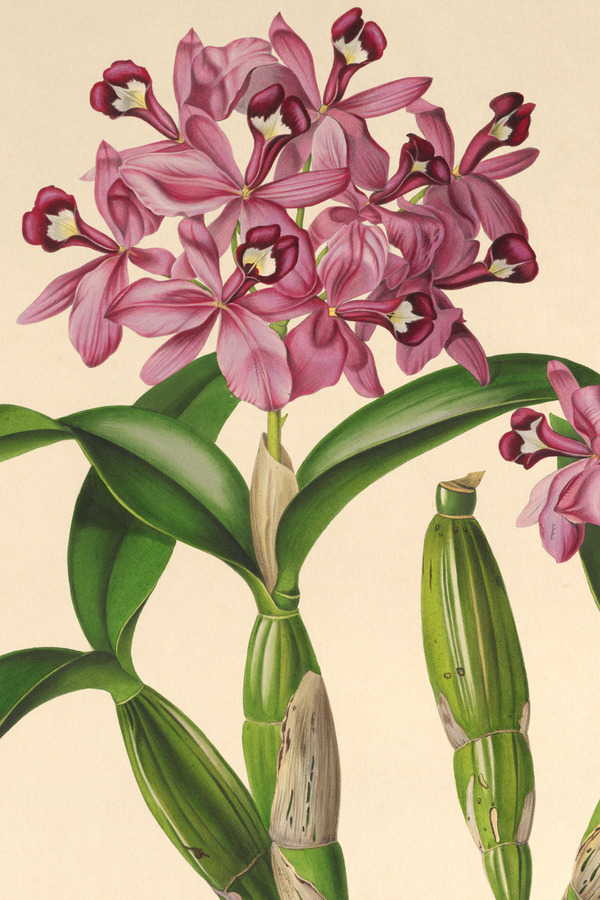Orchidee „Cattleya Skinneri“ aus dem Sub tabula