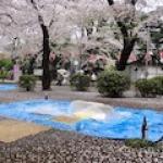 Regentag im Ueno-Park und Kischenblüte (© MPS)