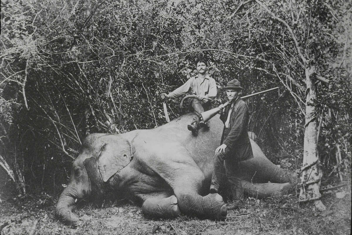 Koloniale Wissenschaft - Fritz und Paul Sarasin forschen in Ende 19. Jh. in Britisch-Ceylon und Celebes, damals Teil der niederländischen Kolonien. Sie gehen aber auch auf Grosswildjagd. Das Jungtier dieses erlegten Elefanten wird dem Basler Zoo überbracht. Sarasins in Sri Lanka, 1883–1907 © ETH-Bibliothek Zürich