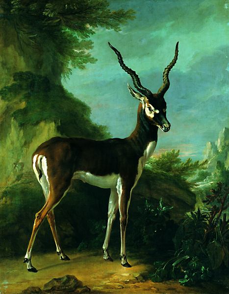 5094-5094oudryantilope.jpg