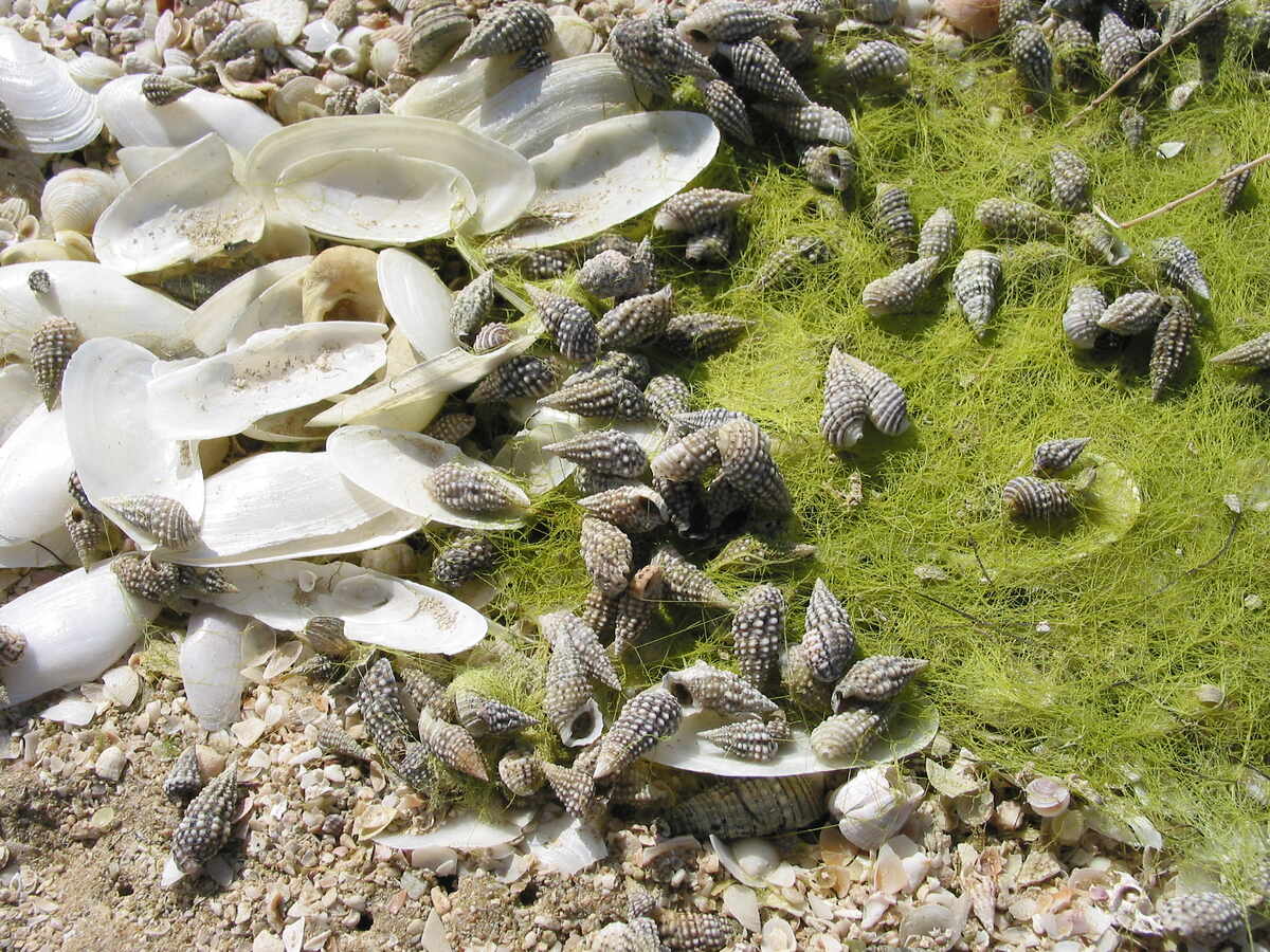  Lebende Nadelschnecken am Strand von Dubai. Ähnlich hat es vor 12 Millionen Jahren rund um Wien ausgesehen. © Mathias Harzhauser, NHM Wien