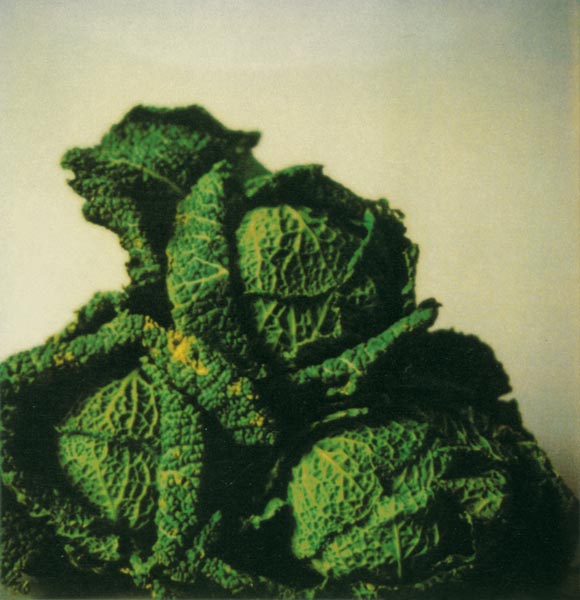 8118-8118cabbages.jpg