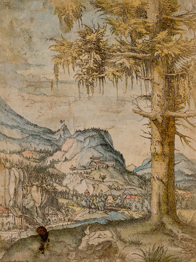 Albrecht Altdorfer, Die große Fichte, um 1517-1520