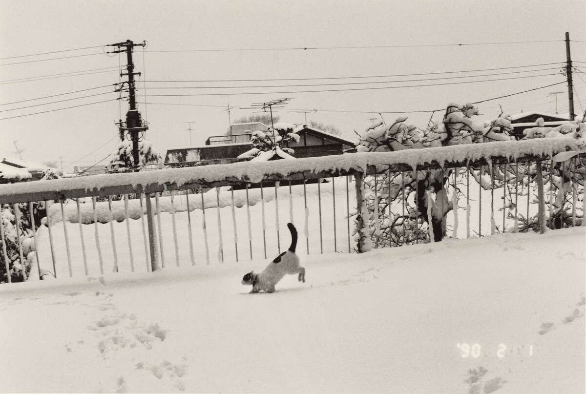 Nobuyoshi Araki, Sentimental Journey: Winter