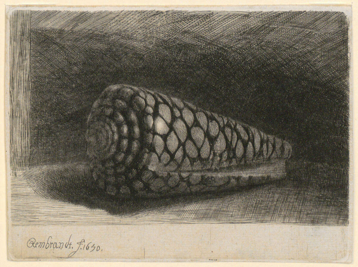 Rembrandt Harmensz. van Rijn, Die Muschel, 1650,