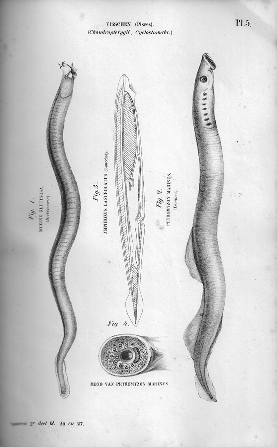 30696-30696neunaugen.jpg