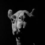 Vorschaubild ( Ibrahim Shaddad, Jamal (A Camel), Foto aus dem Film (Still), 1981 © Ibrahim Shaddad, Arsenal – Institut für Film und Videokunst )